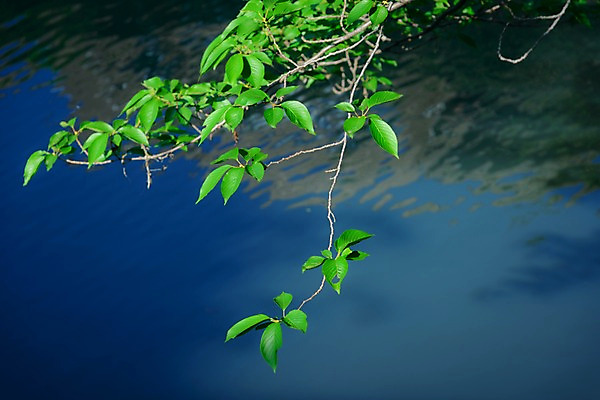 포토 JPG 주간 나무 식물 해외풍경 아시아 잎 자연 나뭇잎 풍경 사람없음 야외 강 일본 나뭇가지 연못 메구로강 국내포토 자연요소 해외 나라 생태계 파일형식
