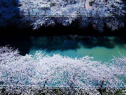 포토 JPG 주간 나무 식물 해외풍경 계절 꽃 아시아 자연 풍경 사람없음 야외 강 일본 봄풍경 벚꽃 연못 메구로강 국내포토 자연요소 해외 나라 봄 생태계 파일형식