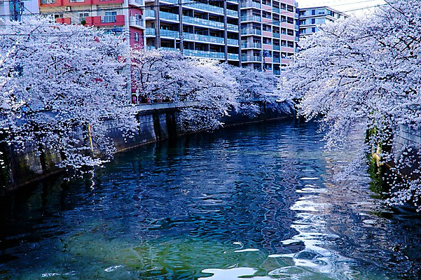 포토 JPG 주간 나무 식물 해외풍경 건축물 계절 꽃 아시아 자연 풍경 빌딩 사람없음 야외 강 일본 봄풍경 벚꽃 연못 메구로강 국내포토 자연요소 해외 건축 나라 건물 봄 생태계 파일형식