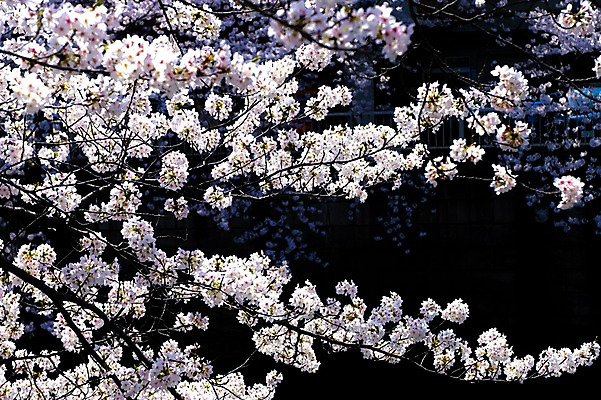 포토 JPG 주간 나무 식물 해외풍경 계절 꽃 아시아 자연 풍경 사람없음 야외 강 일본 봄풍경 벚꽃 나뭇가지 연못 메구로강 국내포토 자연요소 해외 나라 봄 생태계 파일형식