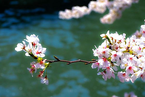 포토 JPG 주간 나무 식물 해외풍경 계절 꽃 아시아 자연 풍경 사람없음 야외 아웃포커스 강 일본 봄풍경 벚꽃 나뭇가지 연못 메구로강 국내포토 자연요소 해외 나라 촬영기법 봄 생태계 파일형식