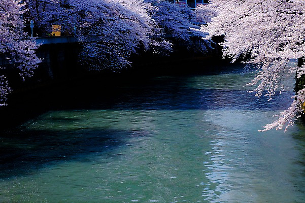 포토 JPG 주간 나무 식물 해외풍경 계절 꽃 아시아 자연 풍경 사람없음 야외 강 일본 봄풍경 벚꽃 연못 메구로강 국내포토 자연요소 해외 나라 봄 생태계 파일형식