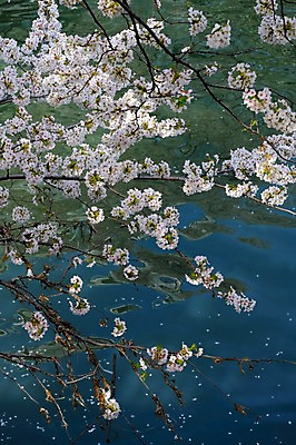 포토 JPG 주간 나무 식물 해외풍경 계절 꽃잎 꽃 아시아 자연 풍경 사람없음 야외 강 일본 봄풍경 벚꽃 나뭇가지 연못 메구로강 국내포토 자연요소 해외 나라 봄 생태계 파일형식