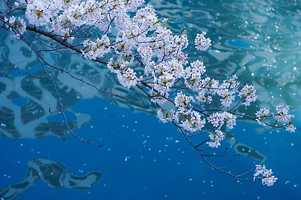 포토 JPG 주간 나무 식물 해외풍경 계절 꽃잎 꽃 아시아 자연 풍경 사람없음 야외 강 일본 봄풍경 벚꽃 나뭇가지 연못 메구로강 국내포토 자연요소 해외 나라 봄 생태계 파일형식