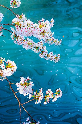 포토 JPG 주간 나무 식물 해외풍경 계절 꽃잎 꽃 아시아 자연 풍경 사람없음 야외 강 일본 봄풍경 벚꽃 나뭇가지 연못 메구로강 국내포토 자연요소 해외 나라 봄 생태계 파일형식