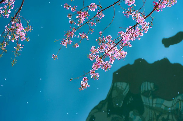 포토 JPG 주간 나무 식물 해외풍경 계절 꽃 아시아 자연 물그림자 풍경 사람없음 야외 강 일본 봄풍경 벚꽃 나뭇가지 연못 메구로강 국내포토 자연요소 해외 나라 그림자 봄 생태계 파일형식