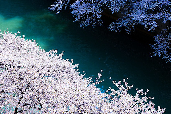 포토 JPG 주간 나무 식물 해외풍경 계절 꽃 아시아 자연 풍경 사람없음 야외 강 일본 봄풍경 벚꽃 연못 메구로강 국내포토 자연요소 해외 나라 봄 생태계 파일형식