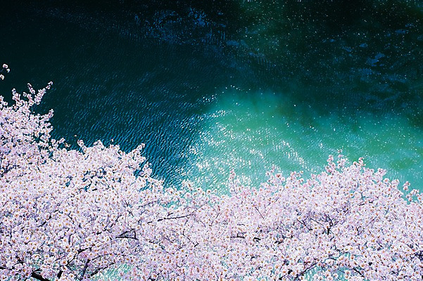 포토 JPG 주간 나무 식물 해외풍경 계절 꽃 아시아 자연 풍경 사람없음 야외 강 일본 봄풍경 벚꽃 연못 메구로강 국내포토 자연요소 해외 나라 봄 생태계 파일형식