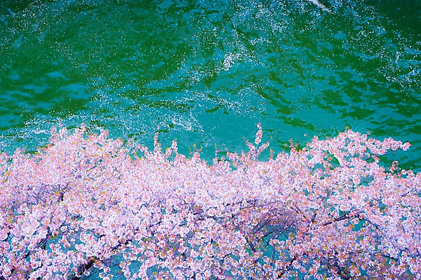 포토 JPG 주간 나무 식물 해외풍경 계절 꽃잎 꽃 아시아 자연 풍경 사람없음 야외 강 일본 봄풍경 벚꽃 연못 메구로강 국내포토 자연요소 해외 나라 봄 생태계 파일형식