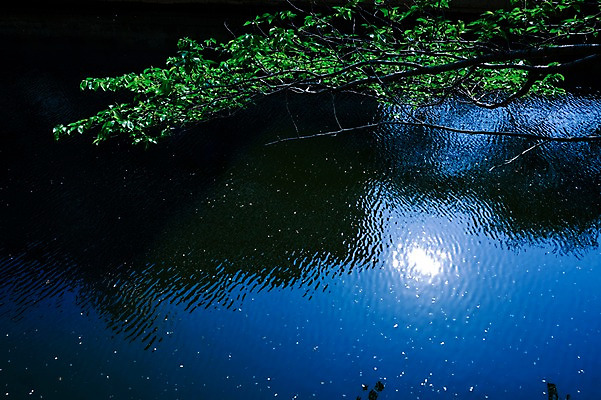 포토 JPG 주간 나무 식물 해외풍경 아시아 물그림자 풍경 사람없음 야외 강 태양 일본 나뭇가지 연못 메구로강 국내포토 자연요소 해외 나라 그림자 파일형식