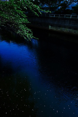 포토 JPG 주간 나무 식물 해외풍경 아시아 난간 풍경 사람없음 야외 강 일본 연못 메구로강 국내포토 자연요소 해외 나라 파일형식