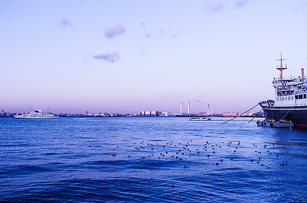 포토 JPG 주간 동물 구름 해외풍경 아시아 바다 자연 조류 하늘 풍경 사람없음 야외 노을 항구 일본 일몰 해안도시 요코하마 선박 국내포토 자연요소 해외 나라 수상교통 교통시설 도시 생태계 파일형식