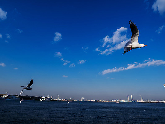 포토 JPG 주간 동물 구름 해외풍경 아시아 바다 자연 갈매기 조류 하늘 풍경 사람없음 야외 항구 일본 비행 해안도시 요코하마 선박 국내포토 자연요소 해외 나라 수상교통 교통시설 도시 생태계 파일형식