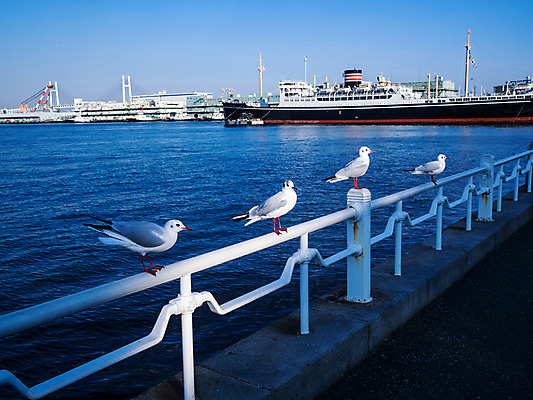 포토 JPG 주간 동물 해외풍경 아시아 바다 여러마리 난간 자연 갈매기 조류 풍경 사람없음 야외 항구 일본 요코하마 가교 선박 국내포토 자연요소 해외 건축물 나라 다수 수상교통 교통시설 생태계 파일형식