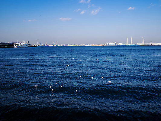 포토 JPG 주간 구름 해외풍경 아시아 바다 자연 갈매기 조류 하늘 풍경 사람없음 야외 일본 해안도시 요코하마 선박 국내포토 자연요소 동물 해외 나라 수상교통 도시 생태계 파일형식