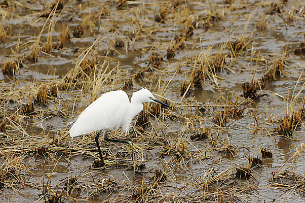 포토 JPG 주간 동물 한마리 야생동물 자연 조류 논 사람없음 야외 농경지 왜가리 국내포토 자연요소 1 농업 농장 생태계 파일형식