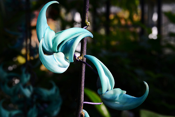 포토 JPG 주간 식물 꽃 컬러 자연 근접촬영 사람없음 야외 아웃포커스 청록색 제이드바인 국내포토 자연요소 뷰포인트 촬영기법 생태계 파일형식