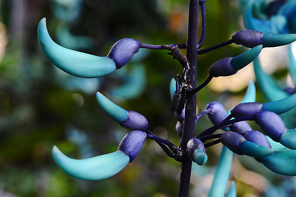 포토 JPG 주간 식물 꽃 컬러 여러송이 자연 근접촬영 사람없음 야외 아웃포커스 청록색 제이드바인 국내포토 자연요소 뷰포인트 다수 촬영기법 생태계 파일형식
