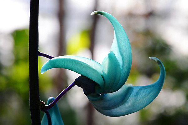 포토 JPG 주간 식물 꽃 컬러 자연 근접촬영 사람없음 야외 아웃포커스 청록색 제이드바인 국내포토 자연요소 뷰포인트 촬영기법 생태계 파일형식