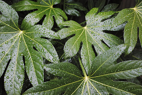 포토 JPG 식물 컬러 백그라운드 잎 자연 근접촬영 사람없음 야외 초록색 물 촉촉함 물방울 팔손이 국내포토 자연요소 뷰포인트 젖음 생태계 파일형식