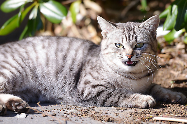 포토 JPG 주간 동물 한마리 응시 엎드리기 포유류 사람없음 야외 아웃포커스 반려동물 햇빛 고양이 동물라이프 반려 국내포토 자연요소 1 라이프스타일 시선 모션 촬영기법 태양 파일형식
