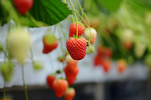 포토 JPG 식물 열매 음식 컬러 잎 과일 딸기 사람없음 아웃포커스 빨간색 여러개 국내포토 다수 촬영기법 파일형식