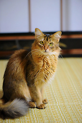 포토 JPG 동물 한마리 응시 포유류 실내 앉기 사람없음 아웃포커스 반려동물 고양이 동물라이프 반려 국내포토 1 라이프스타일 시선 모션 촬영기법 내부 파일형식