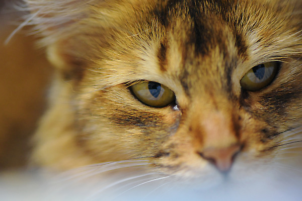 포토 JPG 동물 한마리 얼굴 포유류 근접촬영 사람없음 반려동물 고양이 눈 동물라이프 반려 국내포토 자연요소 1 라이프스타일 뷰포인트 날씨 신체부위 파일형식