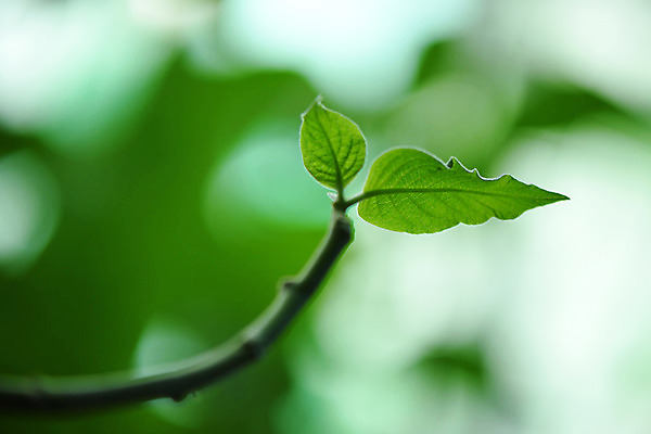 포토 JPG 주간 나무 식물 컬러 잎 나뭇잎 근접촬영 사람없음 야외 아웃포커스 초록색 나뭇가지 국내포토 자연요소 뷰포인트 촬영기법 파일형식
