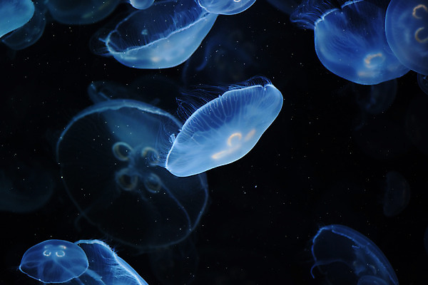 포토 JPG 동물 바다 여러마리 자연 풍경 사람없음 빛 수중 바다동물 어둠 자포동물 해파리 수중사진 국내포토 다수 수중동물 생태계 파일형식