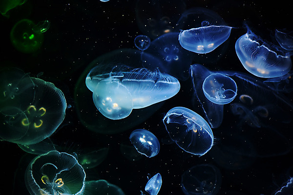 포토 JPG 동물 바다 여러마리 자연 풍경 사람없음 빛 수중 바다동물 어둠 자포동물 해파리 수중사진 국내포토 다수 수중동물 생태계 파일형식