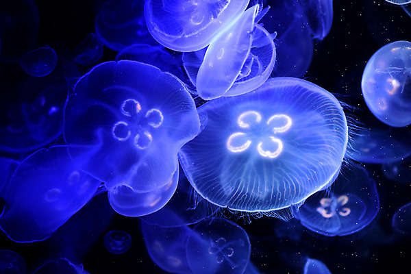 포토 JPG 동물 바다 여러마리 자연 풍경 사람없음 빛 수중 바다동물 어둠 자포동물 해파리 수중사진 국내포토 다수 수중동물 생태계 파일형식