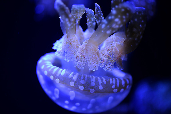 포토 JPG 동물 바다 여러마리 자연 풍경 사람없음 빛 수중 바다동물 어둠 자포동물 해파리 수중사진 국내포토 다수 수중동물 생태계 파일형식