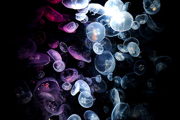 포토 JPG 동물 바다 여러마리 자연 풍경 사람없음 빛 수중 바다동물 어둠 자포동물 해파리 수중사진 국내포토 다수 수중동물 생태계 파일형식