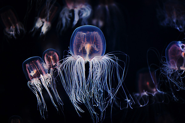 포토 JPG 동물 바다 여러마리 자연 풍경 사람없음 빛 수중 바다동물 어둠 자포동물 해파리 수중사진 국내포토 다수 수중동물 생태계 파일형식