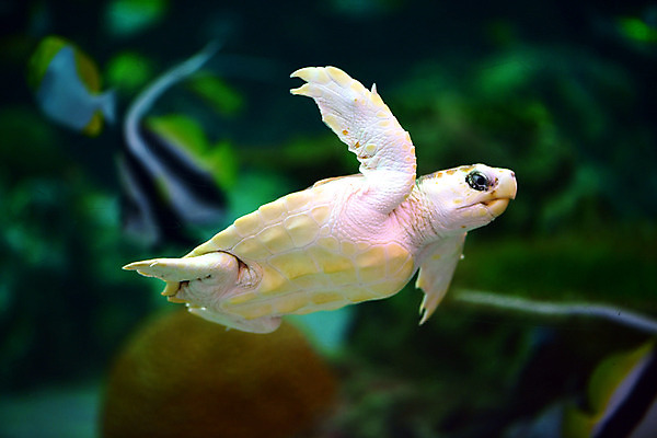 포토 JPG 동물 한마리 바다 파충류 자연 풍경 사람없음 아웃포커스 수중 수영 바다동물 거북이 수중사진 국내포토 1 촬영기법 수중동물 수상스포츠 생태계 파일형식