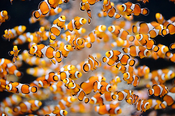 포토 JPG 동물 바다 다수 여러마리 자연 어류 풍경 사람없음 아웃포커스 수중 바다동물 열대어 수중사진 국내포토 촬영기법 수중동물 생태계 파일형식