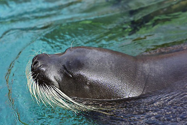 포토 JPG 주간 동물 한마리 바다 자연 수염 사람없음 야외 물 수영 바다동물 바다표범 바다사자 국내포토 자연요소 1 포유류 수중동물 수상스포츠 생태계 파일형식
