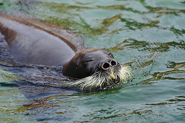포토 JPG 주간 동물 한마리 바다 자연 수염 사람없음 야외 물 수영 바다동물 바다표범 바다사자 국내포토 자연요소 1 포유류 수중동물 수상스포츠 생태계 파일형식
