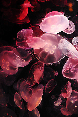 포토 JPG 동물 바다 여러마리 자연 풍경 사람없음 수중 수영 바다동물 어둠 자포동물 해파리 수중사진 국내포토 다수 수중동물 수상스포츠 생태계 파일형식