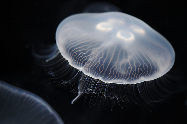 포토 JPG 동물 바다 자연 풍경 사람없음 수중 수영 바다동물 어둠 자포동물 해파리 수중사진 국내포토 수중동물 수상스포츠 생태계 파일형식