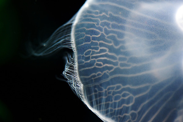 포토 JPG 동물 바다 자연 풍경 근접촬영 사람없음 수중 수영 바다동물 어둠 자포동물 해파리 수중사진 국내포토 뷰포인트 수중동물 수상스포츠 생태계 파일형식