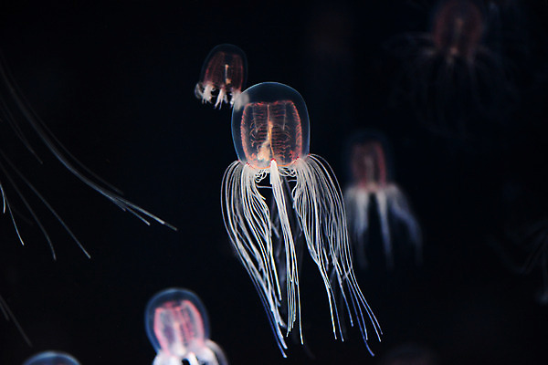 포토 JPG 동물 바다 여러마리 자연 풍경 사람없음 수중 수영 바다동물 어둠 자포동물 해파리 수중사진 국내포토 다수 수중동물 수상스포츠 생태계 파일형식