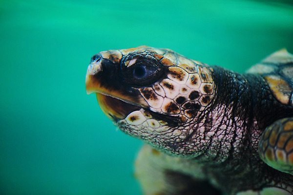 포토 JPG 동물 한마리 바다 파충류 자연 풍경 근접촬영 사람없음 머리 수중 바다동물 거북이 수중사진 국내포토 1 뷰포인트 신체부위 수중동물 생태계 파일형식