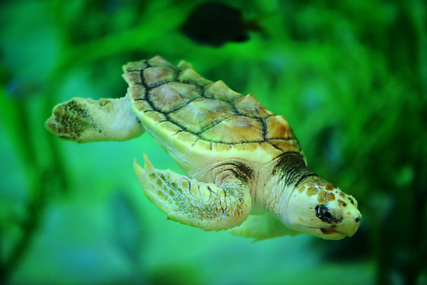 포토 JPG 동물 한마리 바다 파충류 자연 풍경 사람없음 아웃포커스 수중 수영 바다동물 거북이 수중사진 국내포토 1 촬영기법 수중동물 수상스포츠 생태계 파일형식