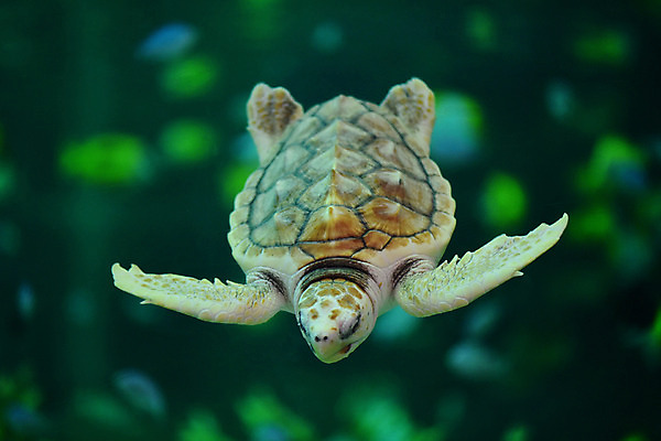 포토 JPG 동물 한마리 바다 파충류 자연 풍경 사람없음 아웃포커스 수중 수영 바다동물 거북이 수중사진 국내포토 1 촬영기법 수중동물 수상스포츠 생태계 파일형식