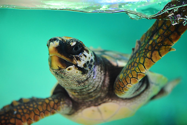 포토 JPG 동물 한마리 바다 파충류 자연 풍경 근접촬영 사람없음 물 수중 수영 바다동물 거북이 수중사진 국내포토 자연요소 1 뷰포인트 수중동물 수상스포츠 생태계 파일형식