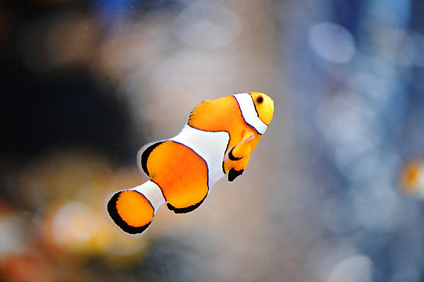 포토 JPG 동물 한마리 바다 자연 어류 풍경 근접촬영 사람없음 아웃포커스 수중 바다동물 열대어 수중사진 국내포토 1 뷰포인트 촬영기법 수중동물 생태계 파일형식