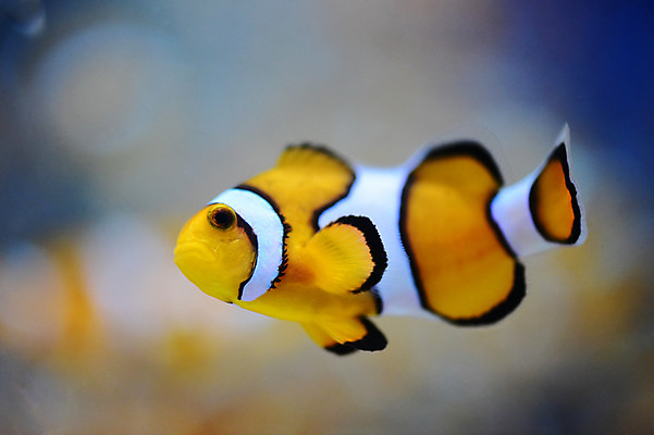 포토 JPG 동물 한마리 바다 자연 어류 풍경 근접촬영 사람없음 수중 바다동물 열대어 수중사진 국내포토 1 뷰포인트 수중동물 생태계 파일형식