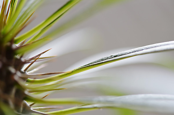 포토 JPG 주간 식물 잎 자연 근접촬영 사람없음 야외 아웃포커스 가시 용담목 국내포토 자연요소 뷰포인트 촬영기법 생태계 파일형식